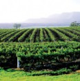 /album/galeria-de-fotos/ed-164-vinhos-vindimas-jpg/